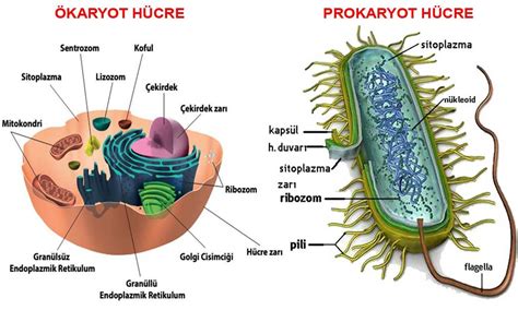 prokaryot ve ökaryot hücre karşılaştırılması